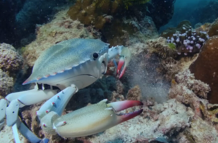 Robotic Spy Crab Takes Punch From Mantis Shrimp, Keeps Spying