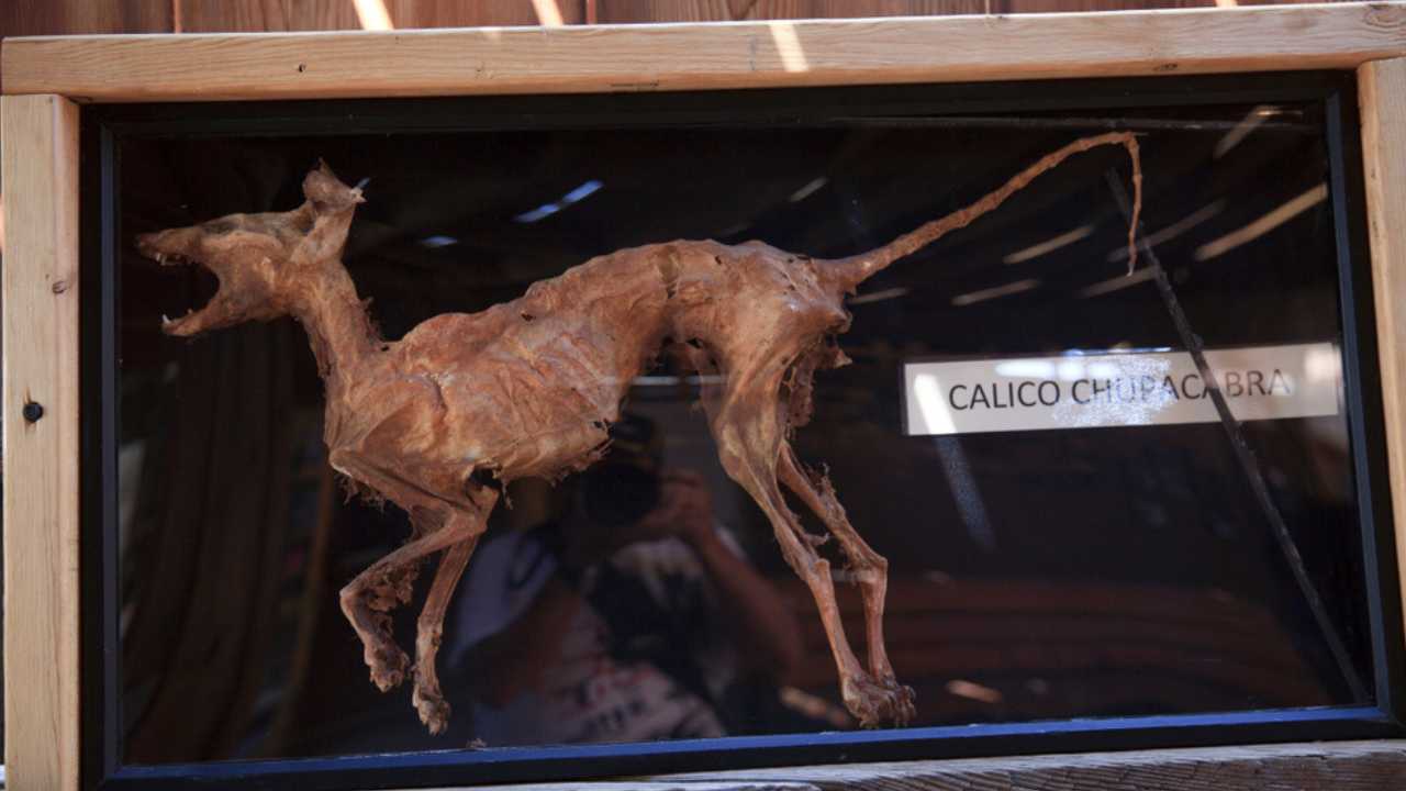 Calico, California / USA - August 23, 2015: A chupacabra in a showcase in Calico Ghost Town, Calico, California, USA