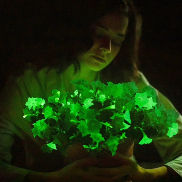 USDA Approves Sale Of Glow-In-The-Dark ‘Firefly’ Petunias Modified With Mushroom DNA
