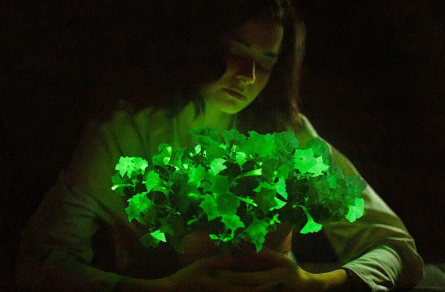 USDA Approves Sale Of Glow-In-The-Dark ‘Firefly’ Petunias Modified With Mushroom DNA