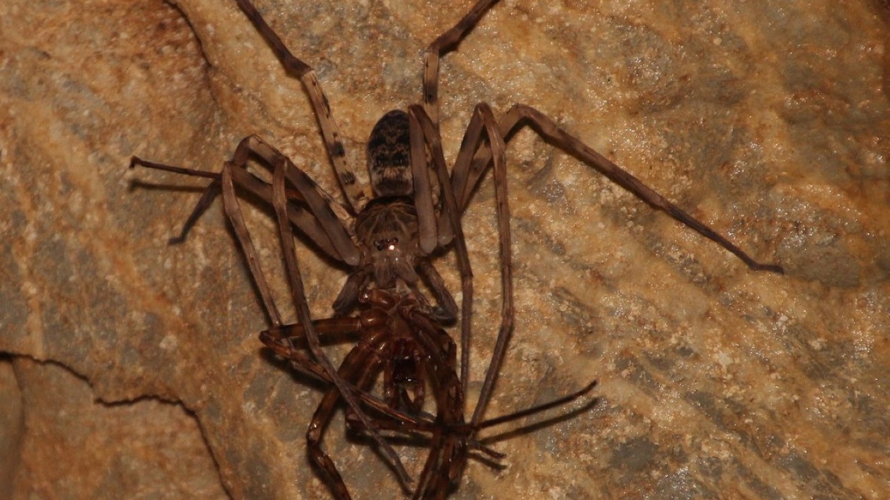 Female Giant Huntsman Spider