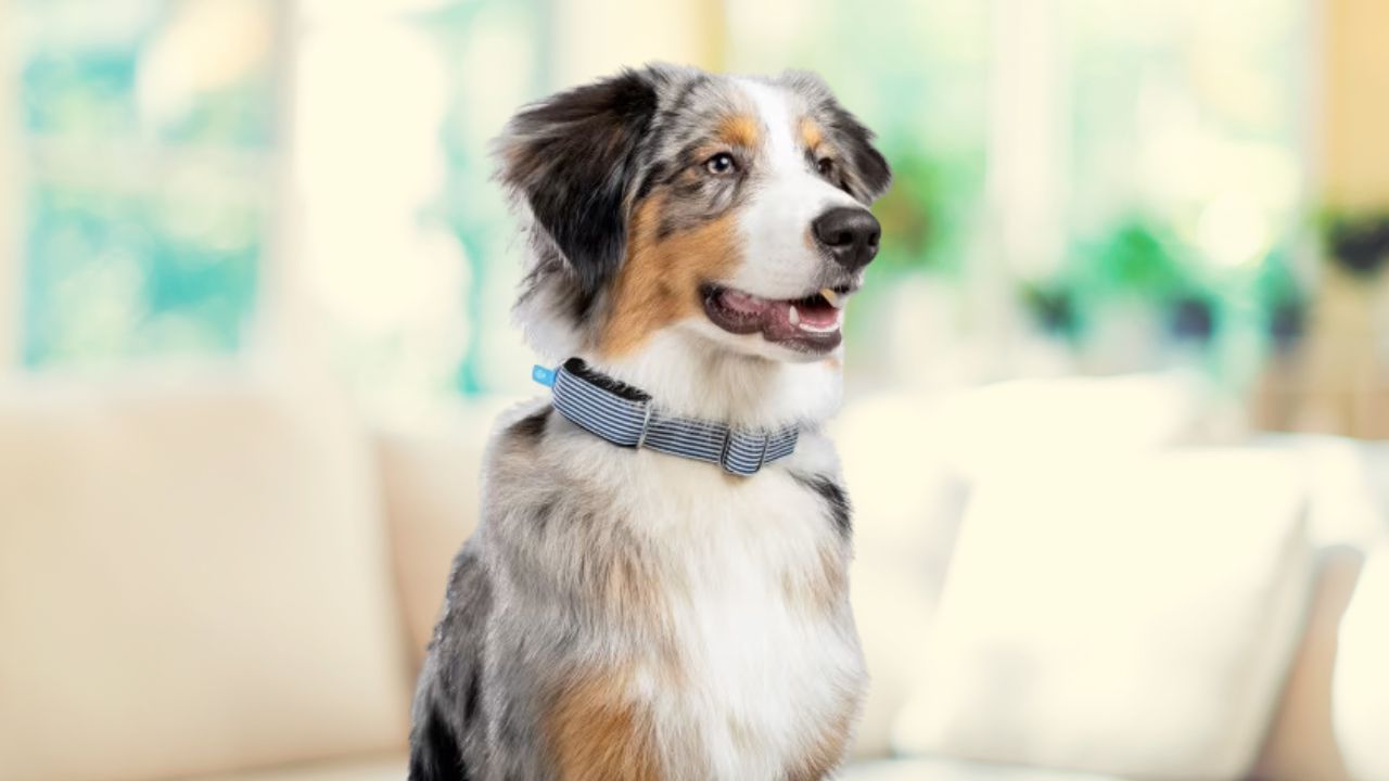 Invoxia Minitailz Smart Dog Collar