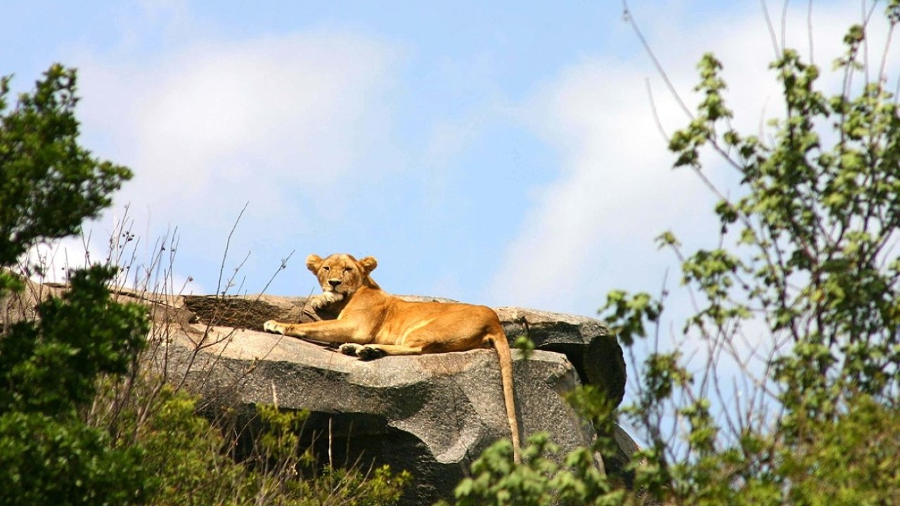 Adult Lioness in the Serengeti National Park, Tanzania