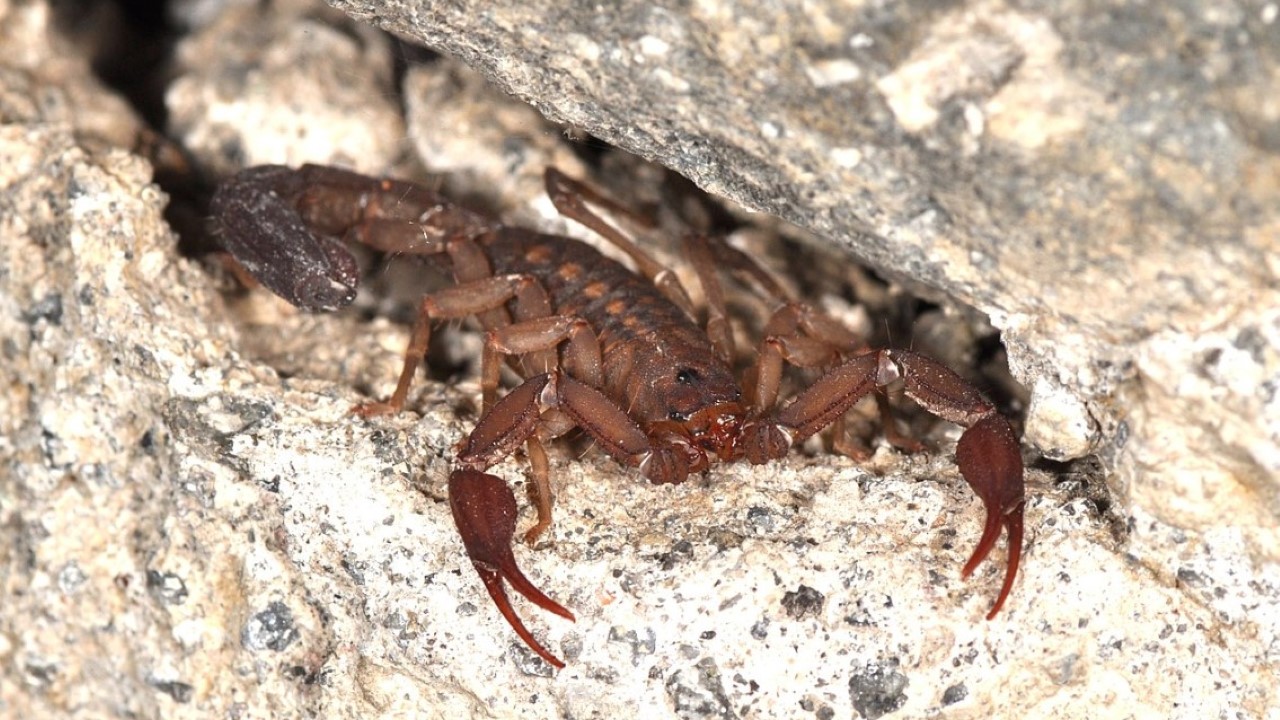 Centruroides limpidus - Scorpion