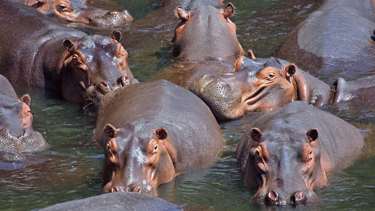 Hippopotamus pod
